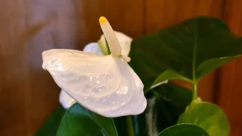 Spathiphyllum wallisii, commonly known as Peace lily, White sails, or spathe Stock Footage 90351663