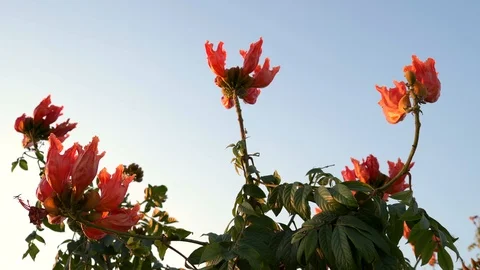 Spathodea campanulata against the sky 库存影片 124815393