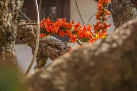 Spathodea flowers,African tulip tree, Fire bell, Fouain tree, Flame of the Fo Stock Photos
