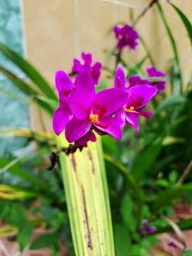 Spathoglottis flower Stock Photos