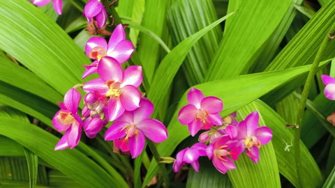 Spathoglottis Garden Orchids 스톡 동영상 295334812