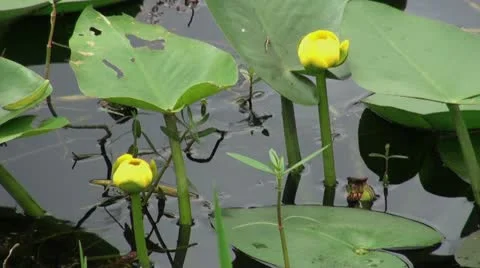 Spatterdock Flowers Stock Footage 12154723