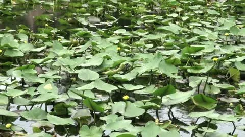Spatterdock Pond Stock Footage 12154495