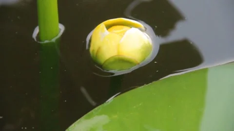 Spatterdock water lily Stock Footage 8141020