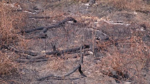 Spattered Area After the Fire. The Territory After the Fire that Intentionally 動画素材 106406469