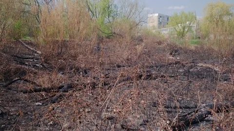Spattered Area After the Fire. The Territory After the Fire that Intentionally Stockbeeldmateriaal 106406640