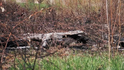 Spattered Area After the Fire. The Territory After the Fire that Intentionally Stockbeeldmateriaal 106407517