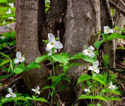 Spattering of White Trilliums with Tree Base Stock Photos