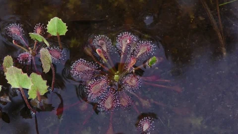 Spatulate leaved Sundew (Drosera intermedia), SE USA 스톡 동영상 76968904