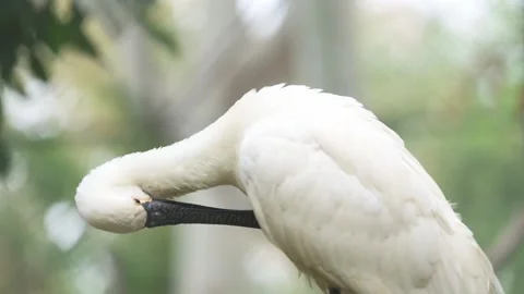 A spatule bird with a long beak is perched on a branch Stock Footage 293679040