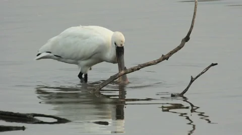 Spatule Stock Footage 8663647