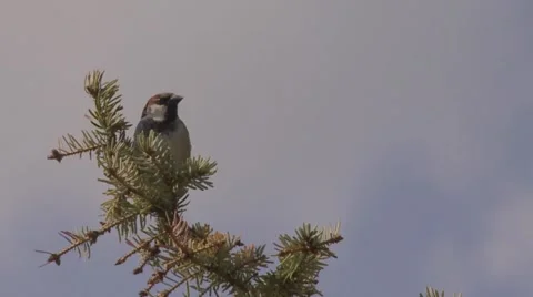 Spatzh264 Stock Footage 2401234