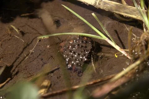 Spawn of fire-bellied toad (Bombina bombina) Stock Photos