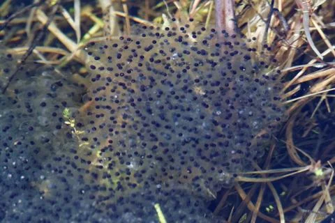Spawn of frog Foto stock