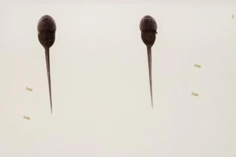 Spawn from frog Stock Photos