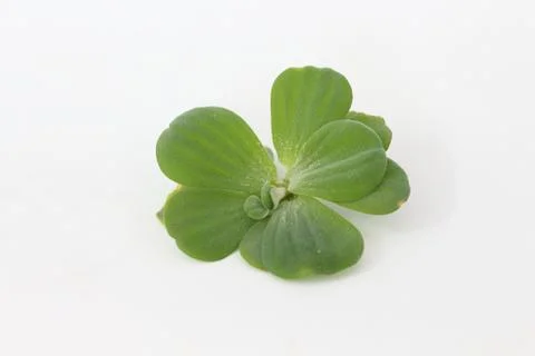 Spawn green on a white background Erickson. Stock Photos