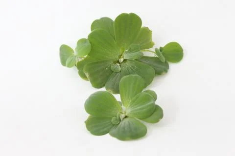 Spawn green on a white background Erickson. Stock Photos