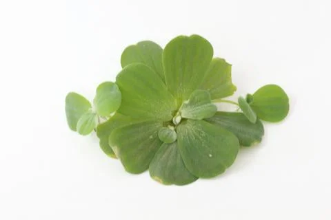 Spawn green on a white background Erickson. Stock-Fotos