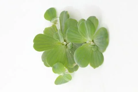 Spawn green on a white background Erickson. Stock-Fotos