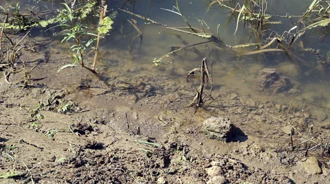 Spawn in the river Stockbeeldmateriaal 43562799