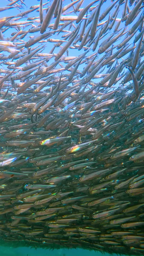 At spawn season, huge cluster of Atherina Silversides creates an enormous school Video stock 343159867