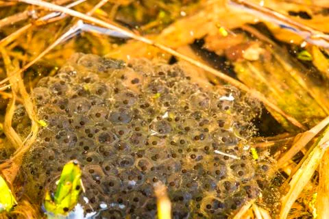 Spawn of a toad in a pond Stock Photos