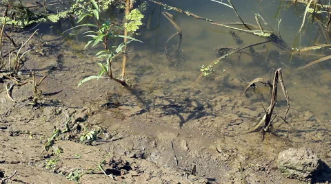 Spawn in the waterside Stockbeeldmateriaal 43563347