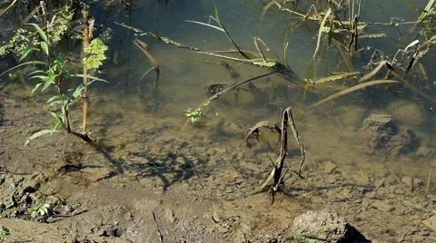 Spawn in the waterside Stockbeeldmateriaal 43563488