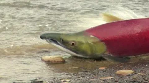 Spawned salmon Stock Footage 8760401