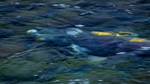 Spawning 2 Columbia River Gorge Oregon Salmon Run 87 Stock Footage 81878432