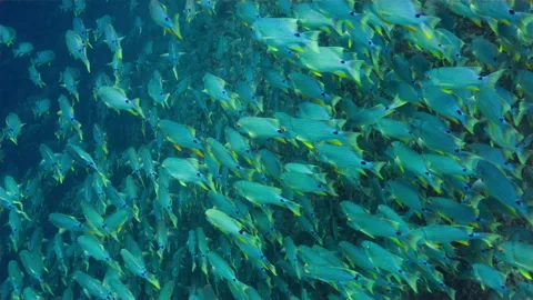 Spawning aggregation of Blue-lined Seabream on a deep reef in Peleliu, Palau Stock Footage 344603538