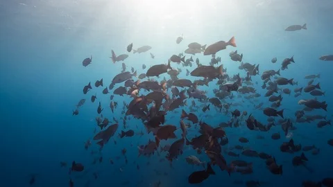 Spawning aggregation of Red Snapper in morning light of Palau Stock Footage