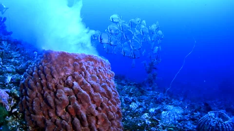 Spawning Barrel Sponge and Batfish Stock Footage 64344449