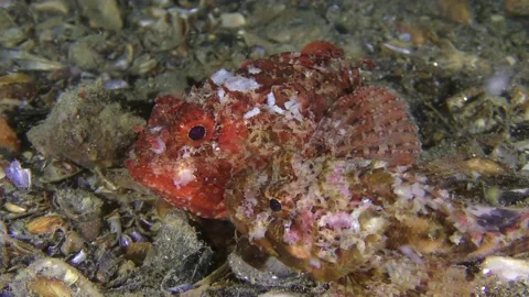 Spawning Black scorpionfish: two fish of bright color lie on the seabed. Stock Footage 150217738