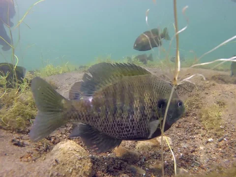 Spawning Bluegills Stock Footage 91508678