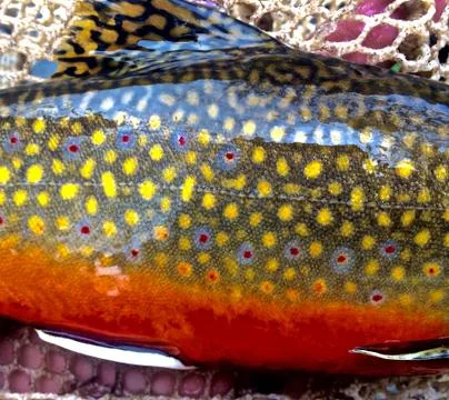 Spawning Brook Trout Colors Stock Photos