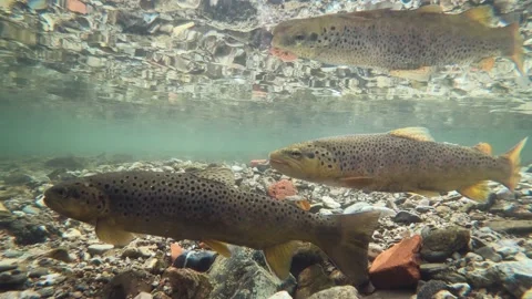 Spawning Brown Trout (Salmo trutta morpha fario) Stock Footage 221997480