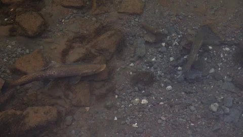 Spawning Brown Trout (Salmo trutta) In Arctic Iceland During Winter. Close-up 스톡 동영상 331023339