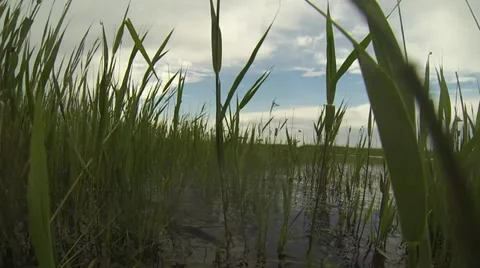 Spawning carp in the reeds Video stock 38700951