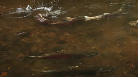 Spawning coho salmon at Oregon Coast Stock Footage 68585580