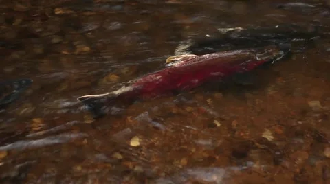 Spawning coho salmon at Oregon Coast Vidéo 68585603