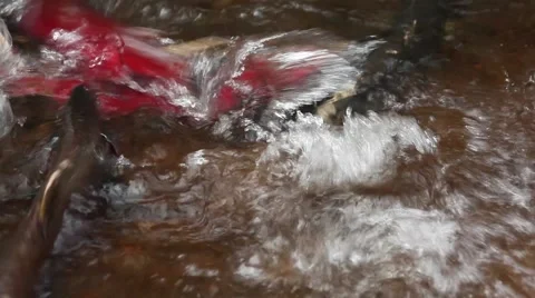 Spawning coho salmon at Oregon Coast Vidéo 68585618