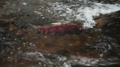 Spawning coho salmon at Oregon Coast Vidéo 68585629
