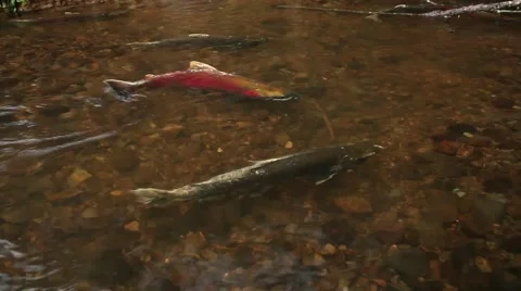Spawning coho salmon at Oregon Coast Vidéo 68585637
