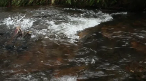 Spawning coho salmon at Oregon Coast Vidéo 68585642