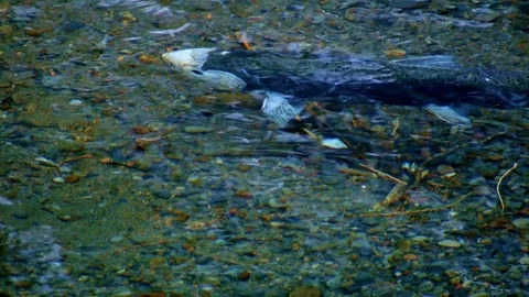 Spawning Columbia River Gorge Oregon Salmon Run 86 Stock-Footage 81879187