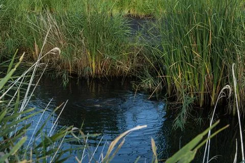 Spawning common carp create splashes in a murky irrigation canal surrounded.. Stock Photos