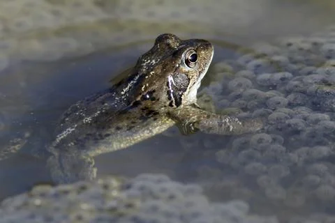 Spawning common toad (Bufo bufo) Stock Photos