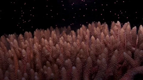 A spawning coral colony (Acropora millepora) releasing egg-sperm bundles Video stock 101780653