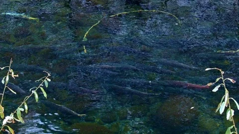 Spawning Eagle creek fall Columbia River Gorge Oregon Salmon Run 83 Video stock 81879142